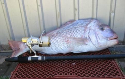 Snapper home